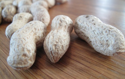 Plant Profile: Easy-to-Grow Peanuts