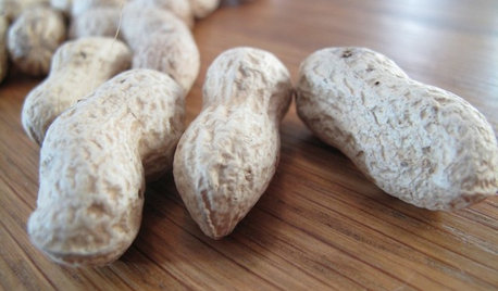 Plant Profile: Easy-to-Grow Peanuts