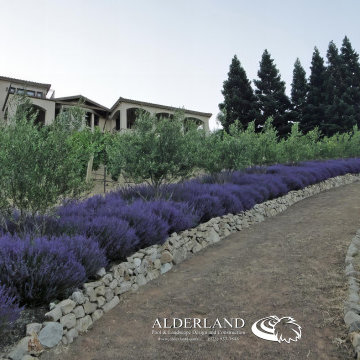 Danville, Saddleback Dr. 1,200 Vine Vineyard