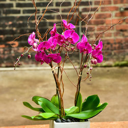 Home Orchids 2017 - Plants