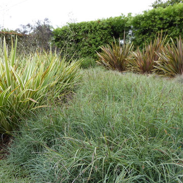 Carpinteria lawn replacement