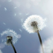 Patricia Franklin's photo