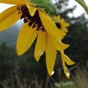 Lisa Brame's photo