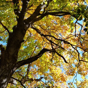 Tree Trimming & Removal