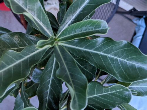 Why wouldn't my adenium bloom | Houzz Forum
