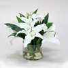 Waterlook® Cream-White Casablanca Lilies in Low Glass Cylinder