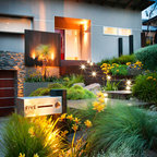Contemporary Native Australian Garden - Contemporary - Garden