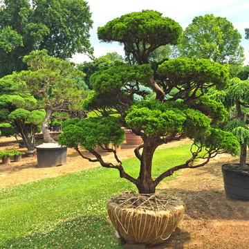 Japanese Garden Nursery