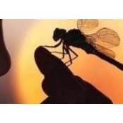 Claudette Lappin's photo