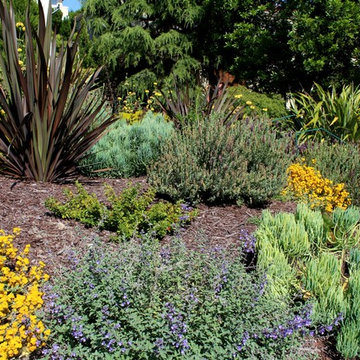 Coastal Mediterranean Deer-Resistant Garden