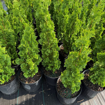 Degroot's Arbrovitae