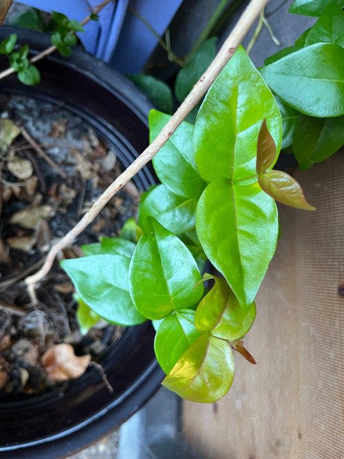 Please help ID this shrub/tree 9B/10A Florida