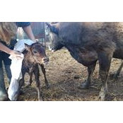 Rojas Minifarm's photo