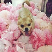Pinksilk Phạmさんの写真