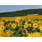 Elizabeth Stoudt's photo