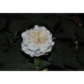 Devra Folh's photo