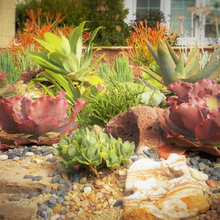 Landscape Ideas