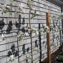 Espalier