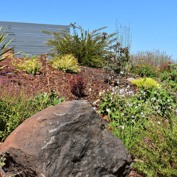 Deer Resistant and Slope Stablizing Plantings for Residential Winery
