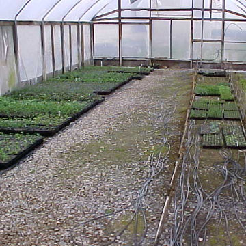 Sam's texas Grown Plants & Sam's Ground Cover