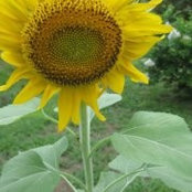 Julie LaLance's photo
