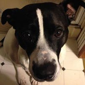 Melanie Davidson's photo