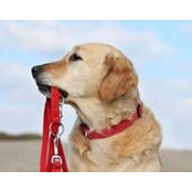 Pals-and Paws's photo