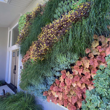 Living Green Wall and Landscape Remodel - Mid-Century Modern Home Sausalito, CA