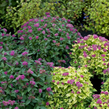 Double Play® Spirea
