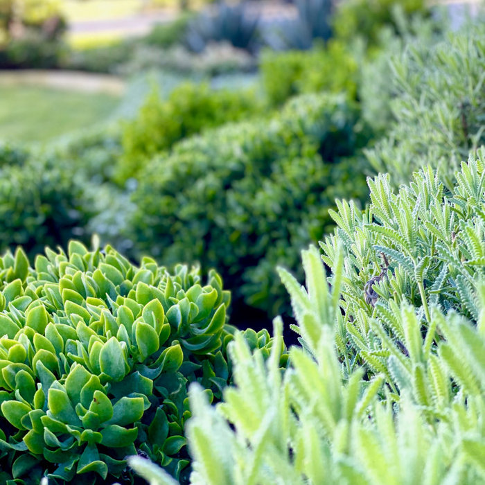 | MODERN LANDSCAPE |