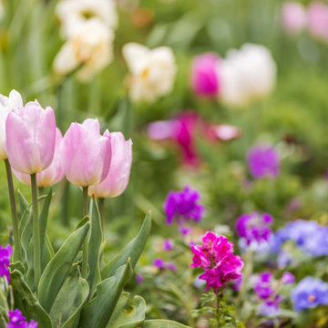 Spring Awakening