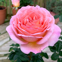 Rose - Jubilee Celebration