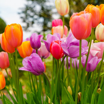 Floral Photography