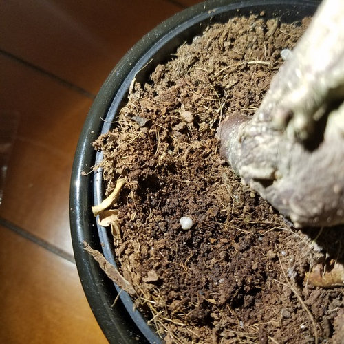 Seems like eggs Ficus plant