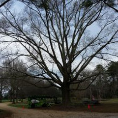 Whispering Tree Service