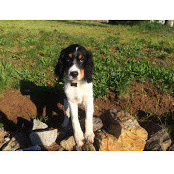 Susan Collar's photo