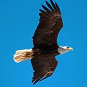 Tom Shanley's photo