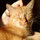 webuser_21428115