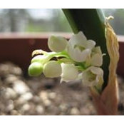 Aggie Natale's photo