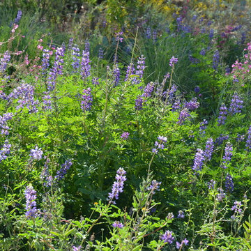 Southwestern Plants