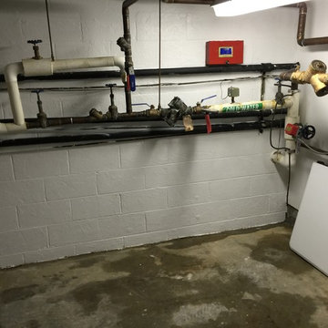 Mold Growing on Cement Walls