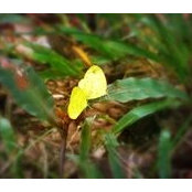 Little Corn's photo