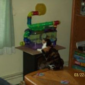 Susan Johnson Sicoli's photo