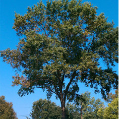 Top Notch Tree Service