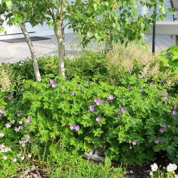 Urban courtyard, Waltham