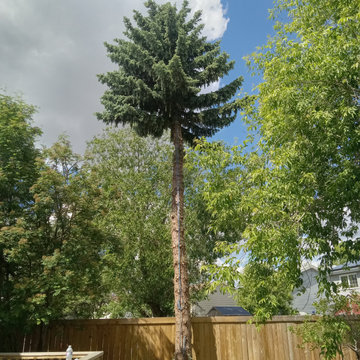 Micheals Spruce Tree Removal