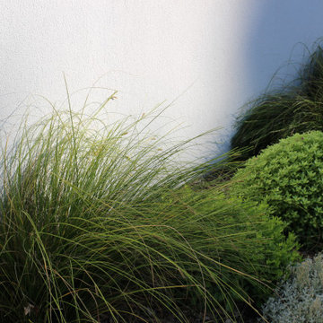 Carex et pittosporum