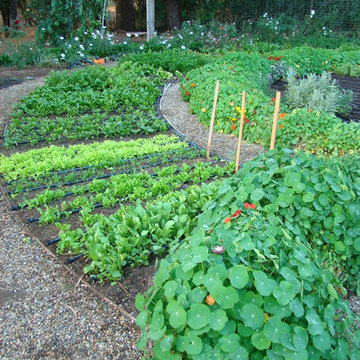 Vegetable gardens