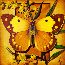 Sun: Clouded Sulfur Butterfly - Fine Art Prints