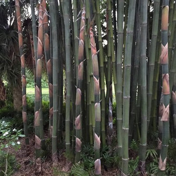 Florida Eclectic, Hurricane Impact & Sustainable Paradise